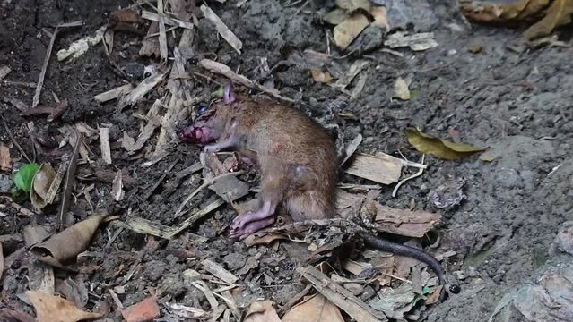 A rat is dying on the ground after being attacked by a venomous snake. mice after being hit
