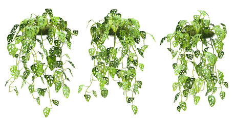 3d rendering of  Monstera Adansonii hanging isolated