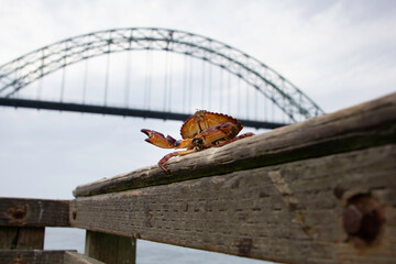 A crab on a harbor railing somewhere in Oregon