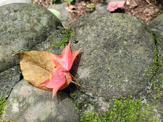 fallen leaves on stone／石の上の落ち葉／돌에 낙엽