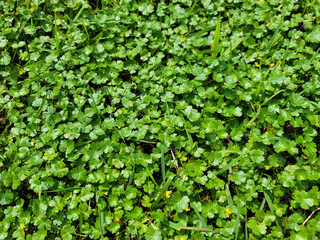 green background・leaf background／緑の背景・葉っぱの背景／잎 배경・녹색 배경