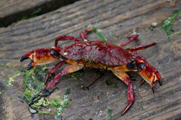 A crab on a wooden dock somewhere in Oregon