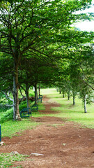 Fototapeta premium Trails in the mountains surrounded by trees