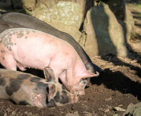 Three Piglets on a Sunny Morning