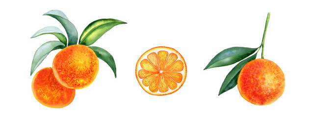 Oranges on a branch and slices set of watercolor illustrations. Hand drawn clip art of citrus fruits.