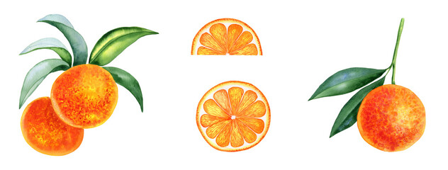 Oranges on a branch and slices set of watercolor illustrations. Hand drawn clip art of citrus fruits.
