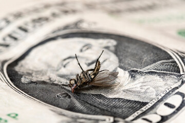 Financial crisis - dry dead housefly on the one dollar bil