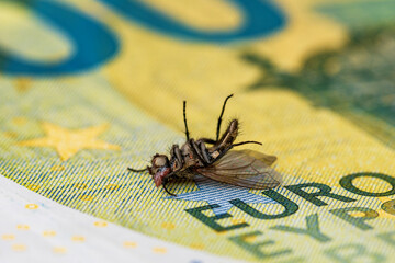 Financial crisis - dry dead housefly on the one hundred euro bill