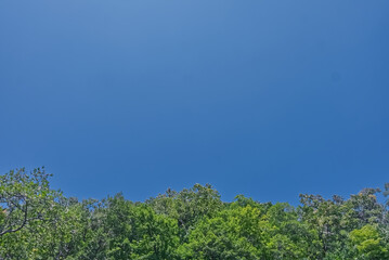 文字入れしやすそうな空間たっぷりバージョン　森と青い空　０２