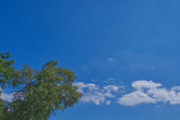 文字入れしやすそうな空間たっぷりバージョン　木と青い空　雲あり