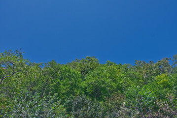 文字入れしやすそうな空間たっぷりバージョン　森と青い空　０３