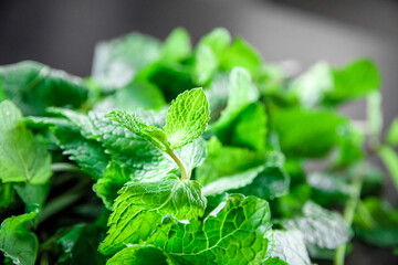 Bunch of fresh mint