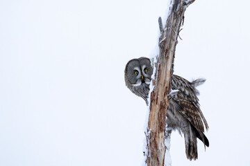 Beautiful Great grey owl, Strix nebulosa perched on a branch and peeking from behind the tree trunk - 530226993