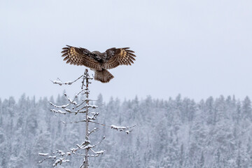 Magnificent ruler of the taiga forest, Great grey owl, Strix nebulosa, landing on top of a dead...