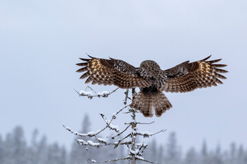 Magnificent ruler of the taiga forest, Great grey owl, Strix nebulosa, landing on top of a dead tree and showing its beautiful plumage with spread wings