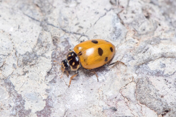 Seven-spot ladybird, Coccinella septempunctata, posed on a rock