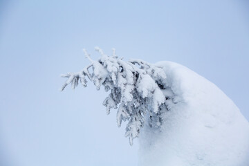 Spruce tree bent under the weight of snow during harsh winter conditions in Northern Finland - 530227342