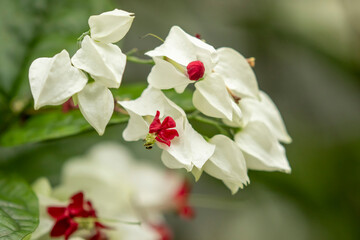 Obraz premium Flowers of the Clerodendrum thomsoniae, bleeding glory-bower also known as bleeding-heart vine