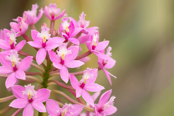 Pink flowers of an epidendrum orchid - 530227575