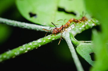 Close up of Ant mimic caterpillar on branch and Leaf, Macro Photos, Selective focus, Thailand.
