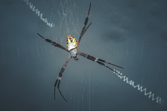Close up of St Andrew`s Cross Spider on web, Natural background, Selective focus, macro photos, Thailand.