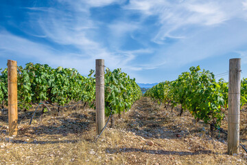 The vineyard near Zadar, Croatia