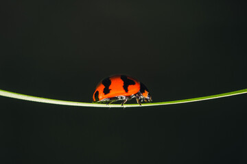 Ladybug on green grass blade, Coccinella transversalis Fabricius, Blade runner, Lady Beetles, Selection focus.