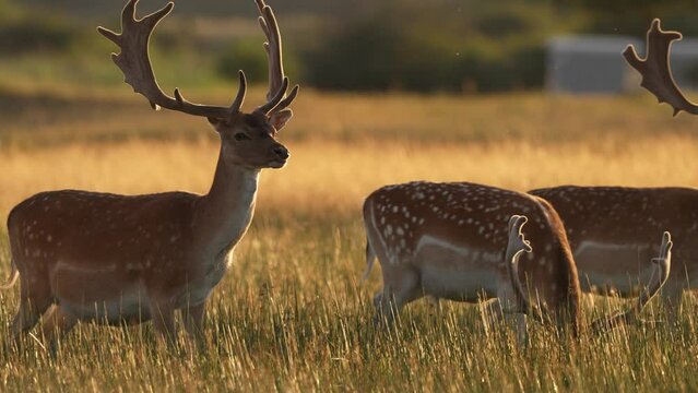A tracking footage of a group of adult European fallow dears walking along the grassy fields during the golden hour. Spots are more distinct than common in summer.