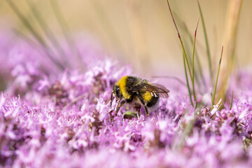 Cute bumblebee feeding on the Thymus serpyllum, Breckland thyme also known as wild thyme