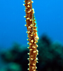 A Goby on a Whip coral Boracay Island Philippines