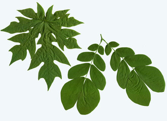 green leaf isolated on white background, Clipping path