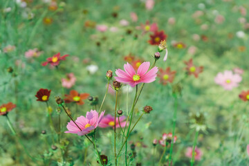 Obraz na płótnie Canvas pink flowers in the field