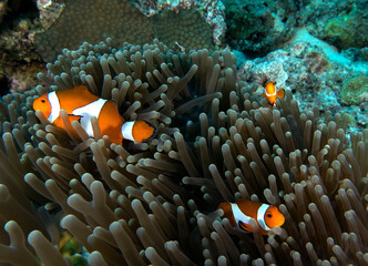 Naklejka na ściany i meble Three False clown anemonefish on anemone Boracay Philippines