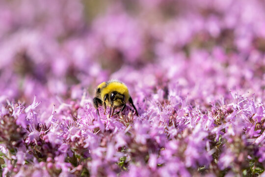 A bumblebee feeding on the Thymus serpyllum, Breckland thyme also known as wild thyme