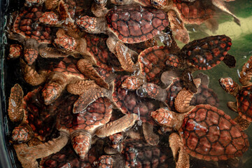 LIBERACION DE TORTUGAS CAREI SANTA MARTA COLOMBIA