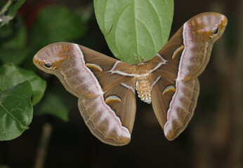 Riesige Seidenmotte - Giant Silk Moth