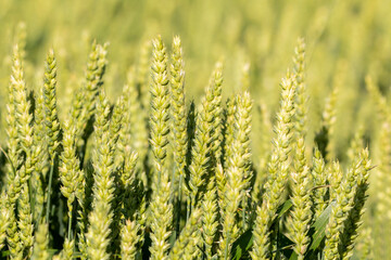 Common wheat (Triticum aestivum), also known as bread wheat growing on the field