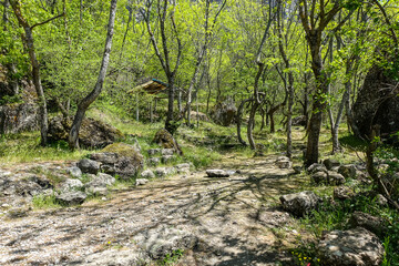 A picturesque forest in the Demerdzhi tract. Crimea 2021