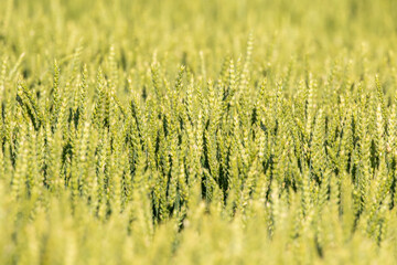 Common wheat (Triticum aestivum), also known as bread wheat growing on the field