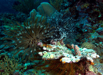 Naklejka na ściany i meble Long Arm Feather Star in a shallow reef Boracay Island Philippines