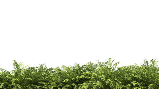 3d rendering of fern forground isolated