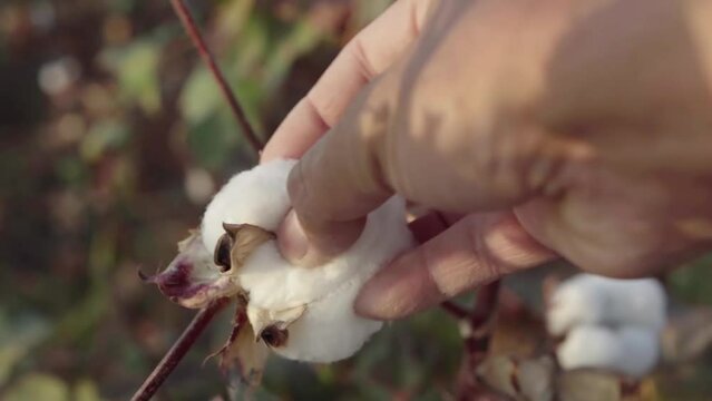 Cotton field.Hand opens cotton from a bush of ripe cotton