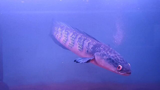 Channa Red Barito / Snakehead