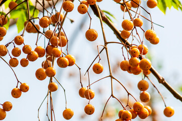 Bacche di albero urbano