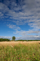 Yellow grass in a field and blue cloudy sky. Nature background. Agriculture land.