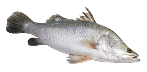 Fresh white striped bass fish isolated on white background, White striped bass fish isolated on white PNG file.