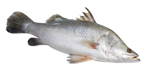 Fresh white striped bass fish isolated on white background, White striped bass fish isolated on white PNG file.
