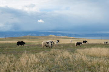 Domestic Yak grazes in fields Olkhon island, Baikal. Russia