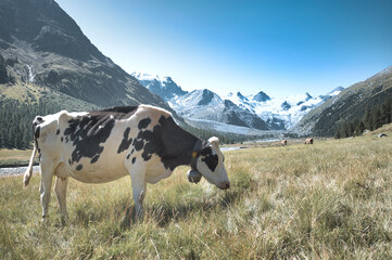 Fototapeta na wymiar Cow grazing in the Swiss Alps