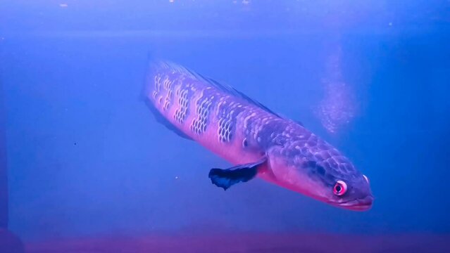 fish in aquarium / giant snakehead